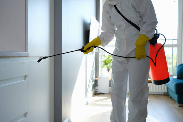 Best Basement Mold Remediation in Atlanta, TX