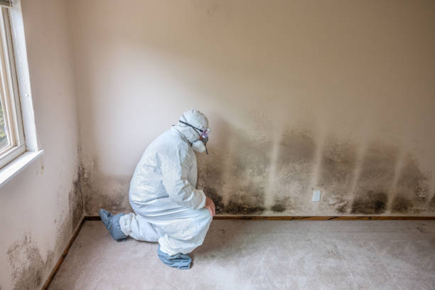Best Post-Flood Mold Remediation in Atlanta, TX