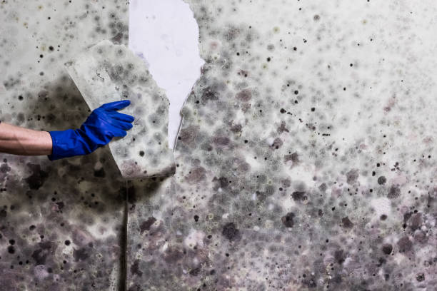 Best Industrial Mold Remediation in Atlanta, TX