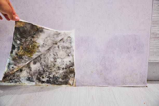 Professional Mold Remediation in Atlanta, TX
